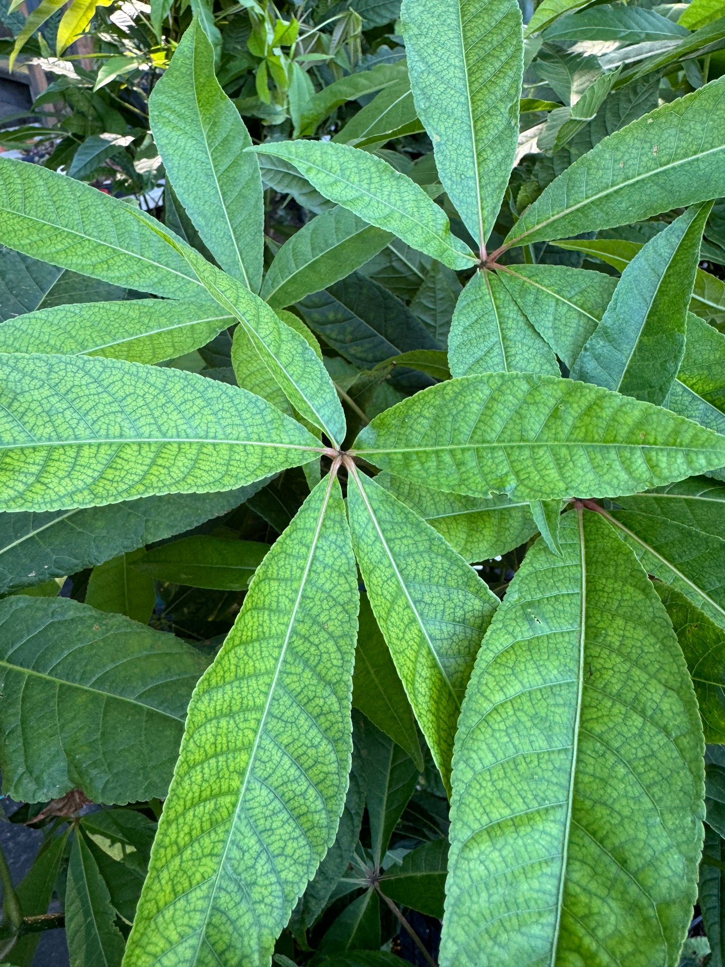 *RETAIL - Aesculus wangii