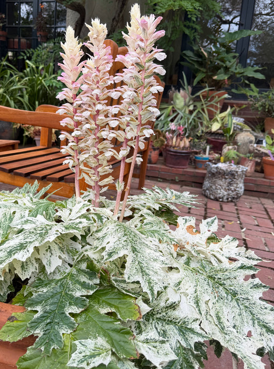 Acanthus 'Whitewater' PP23342