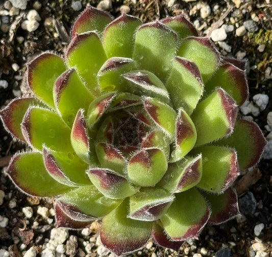 Sempervivum 'Quintessence'