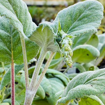 Salvia cyanescens