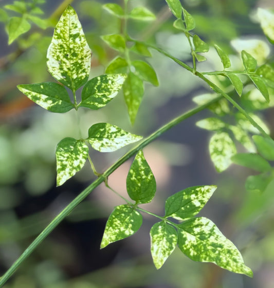 *RETAIL - Jasminum officinale 'Aureovariegatum'