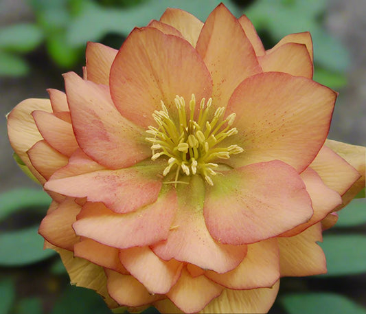 *RETAIL - Helleborus x 'Amber Gem'