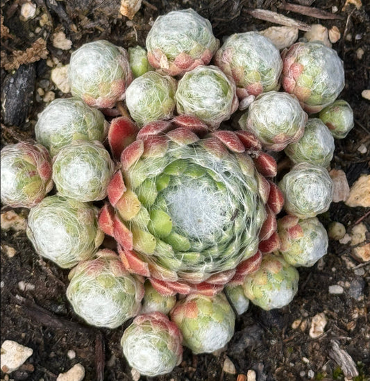 Sempervivum 'Cobweb Joy'