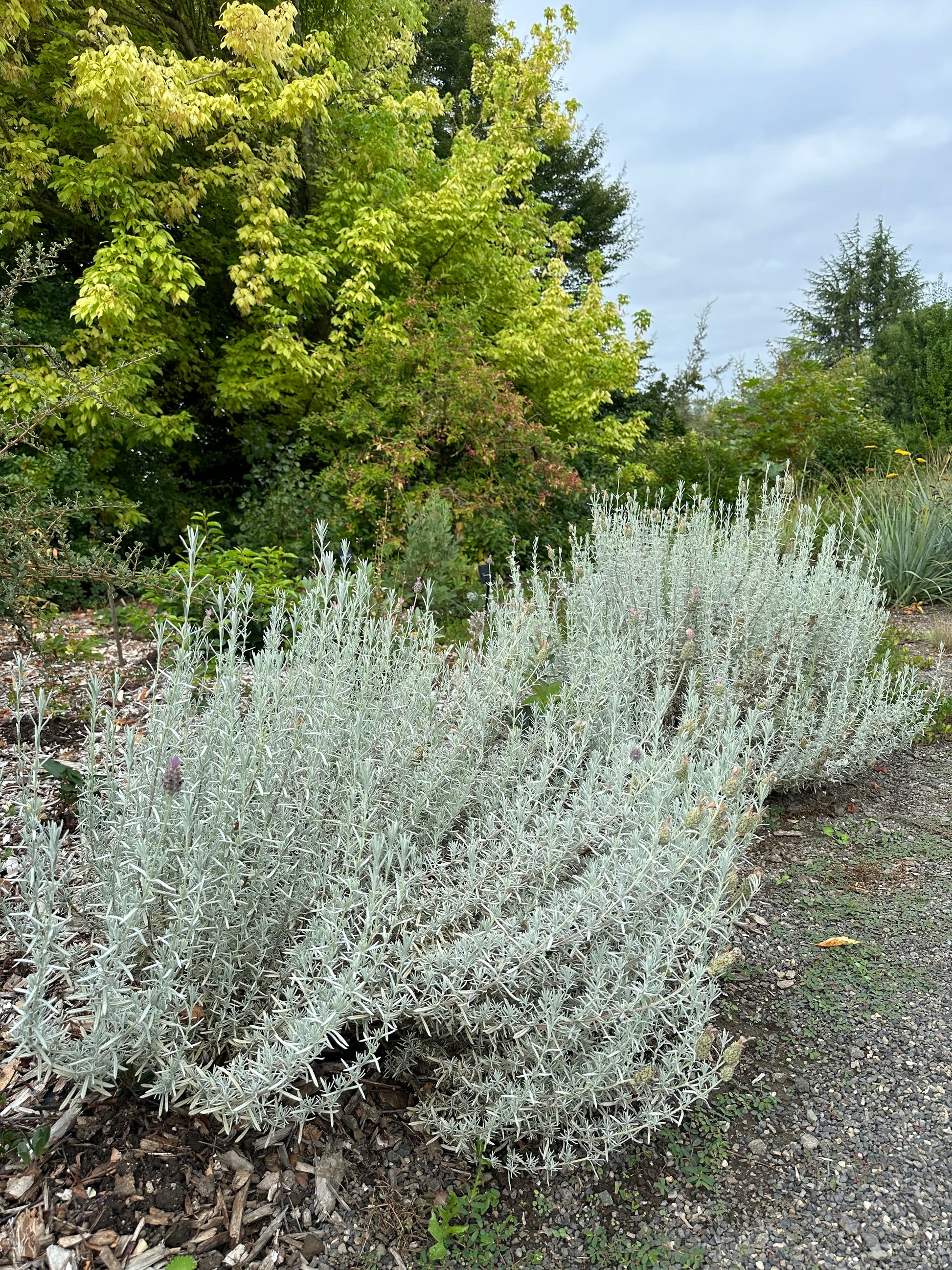 spanish lavender anouk tree Lavandula stoechas 'Silver Anouk' – Cistus Nursery