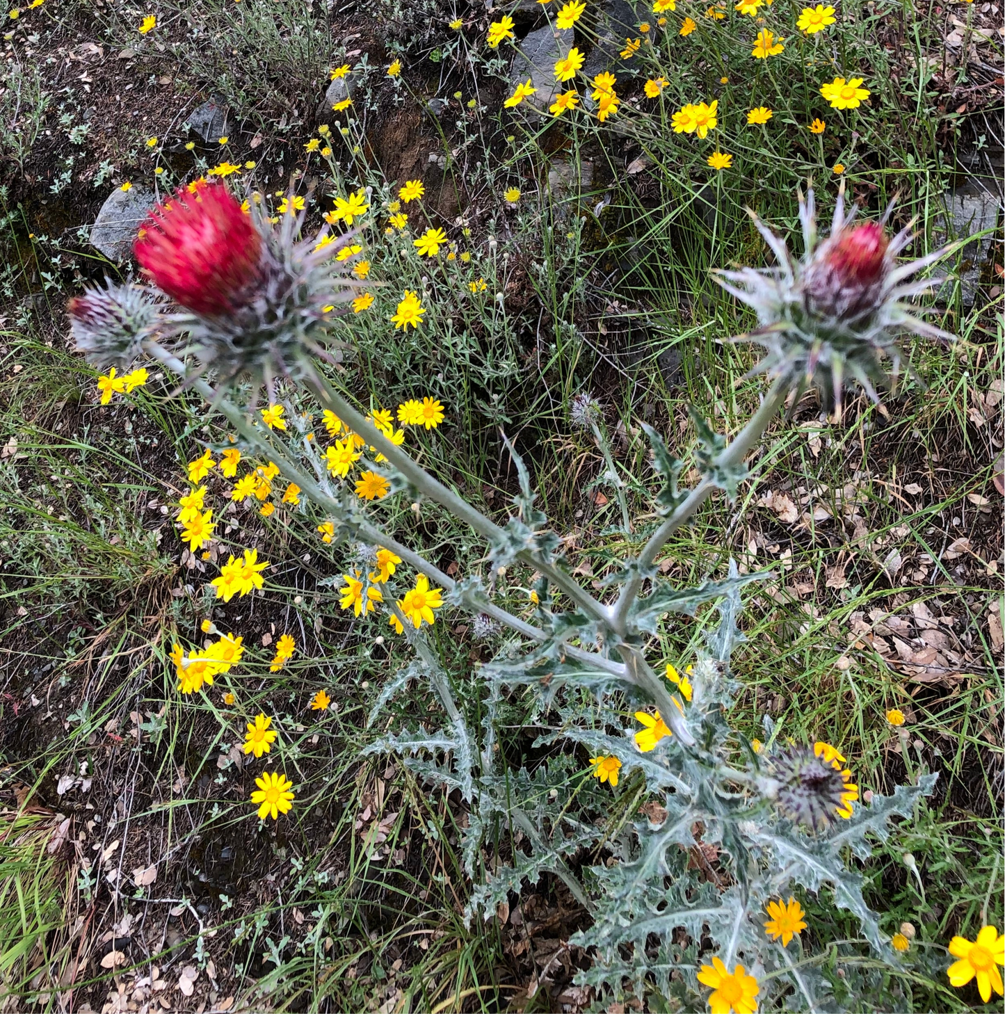 *RETAIL - Cirsium occidentale