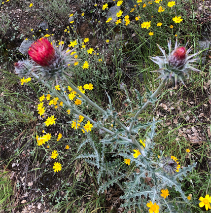*RETAIL - Cirsium occidentale