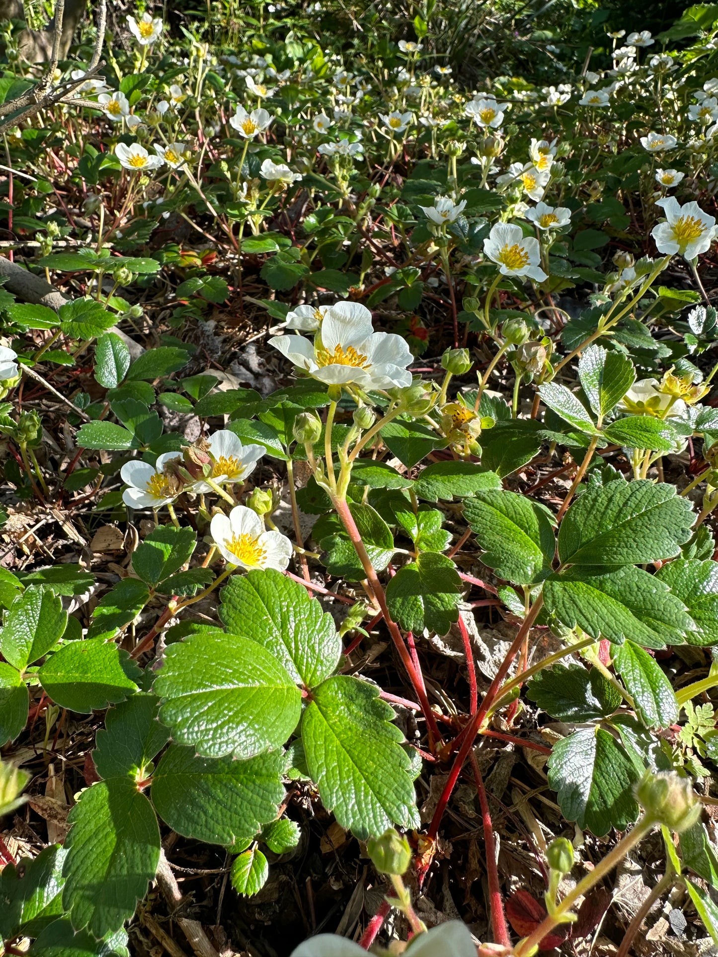 *RETAIL - Fragaria chiloensis ‘Aulon’