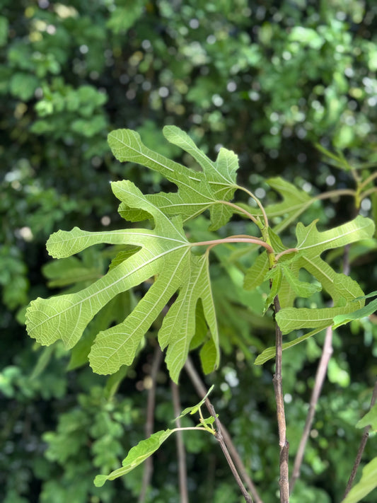 *RETAIL - Ficus carica 'White Marseilles'