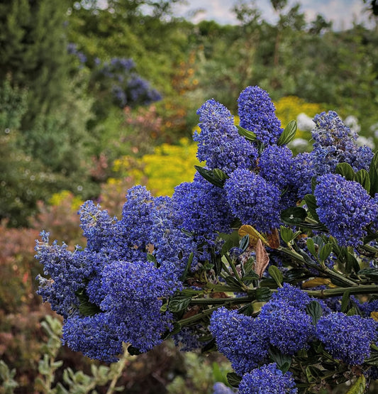 Ceanothus thyrsiflorus 'Oakridge'