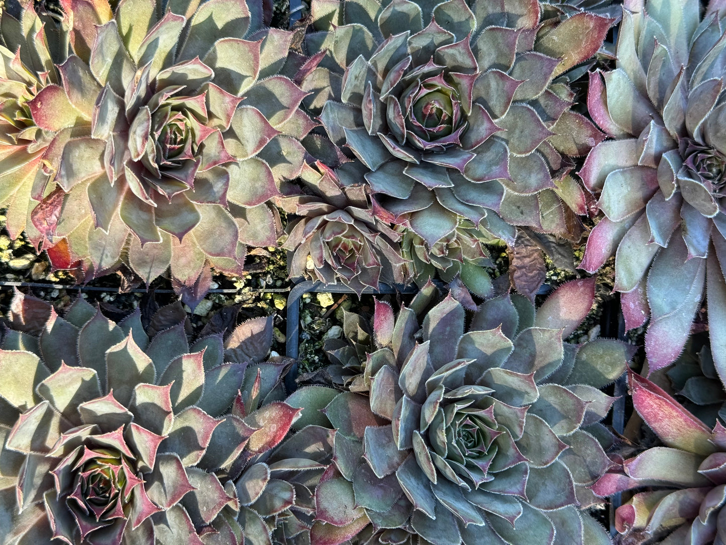 *RETAIL - Sempervivum 'Jeramia'