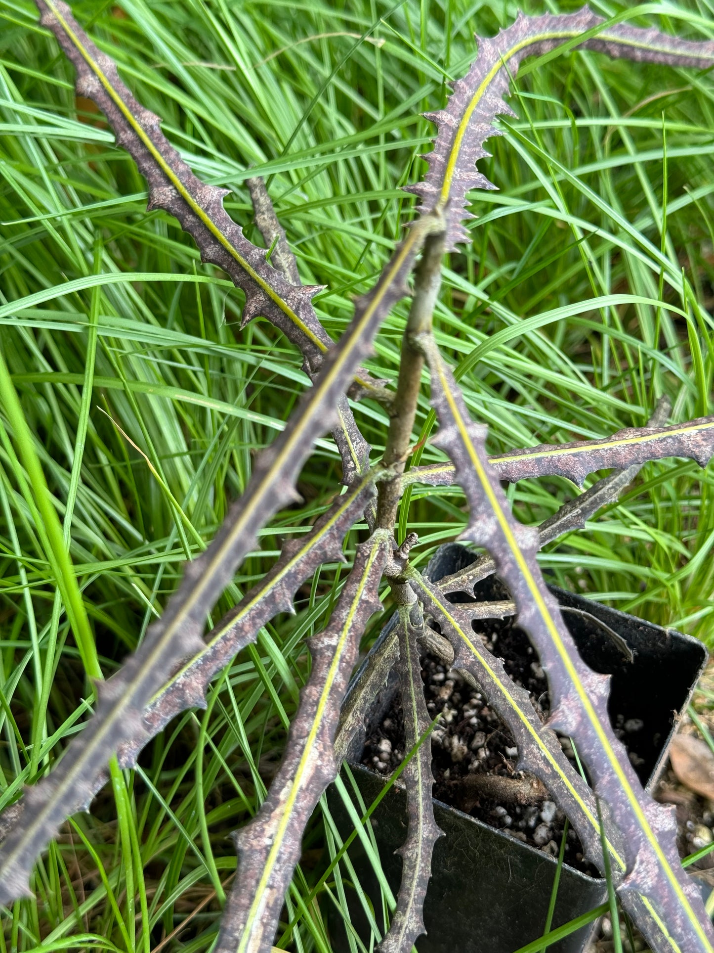 *RETAIL - Pseudopanax ferox