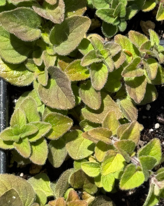 *RETAIL - Origanum vulgare 'Hot & Spicy'