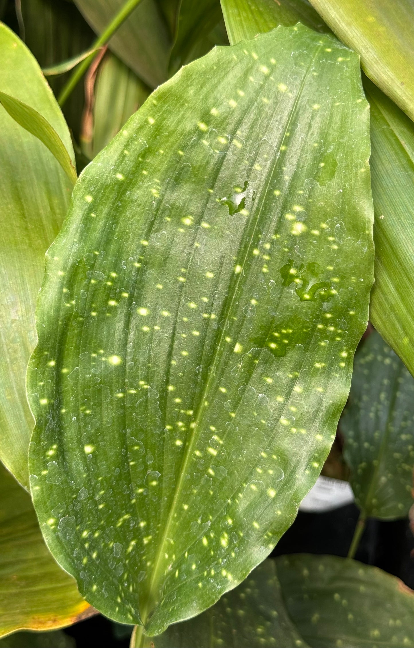 Aspidistra columnaris 'Giraffe'