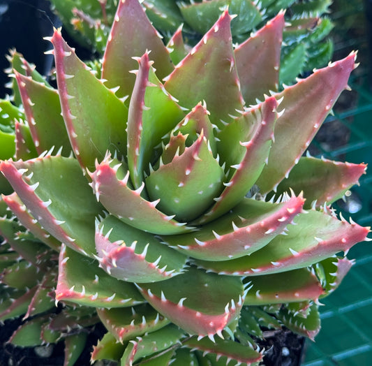 *RETAIL - Aloe x nobilis