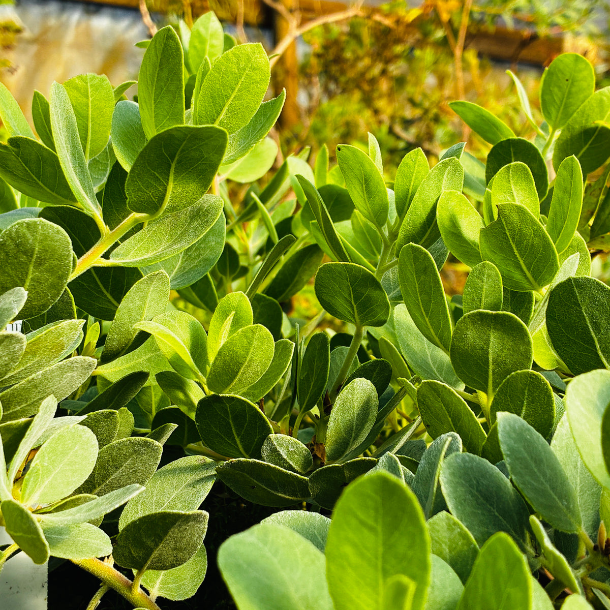 Arctostaphylos columbiana 'Lawrence Low'