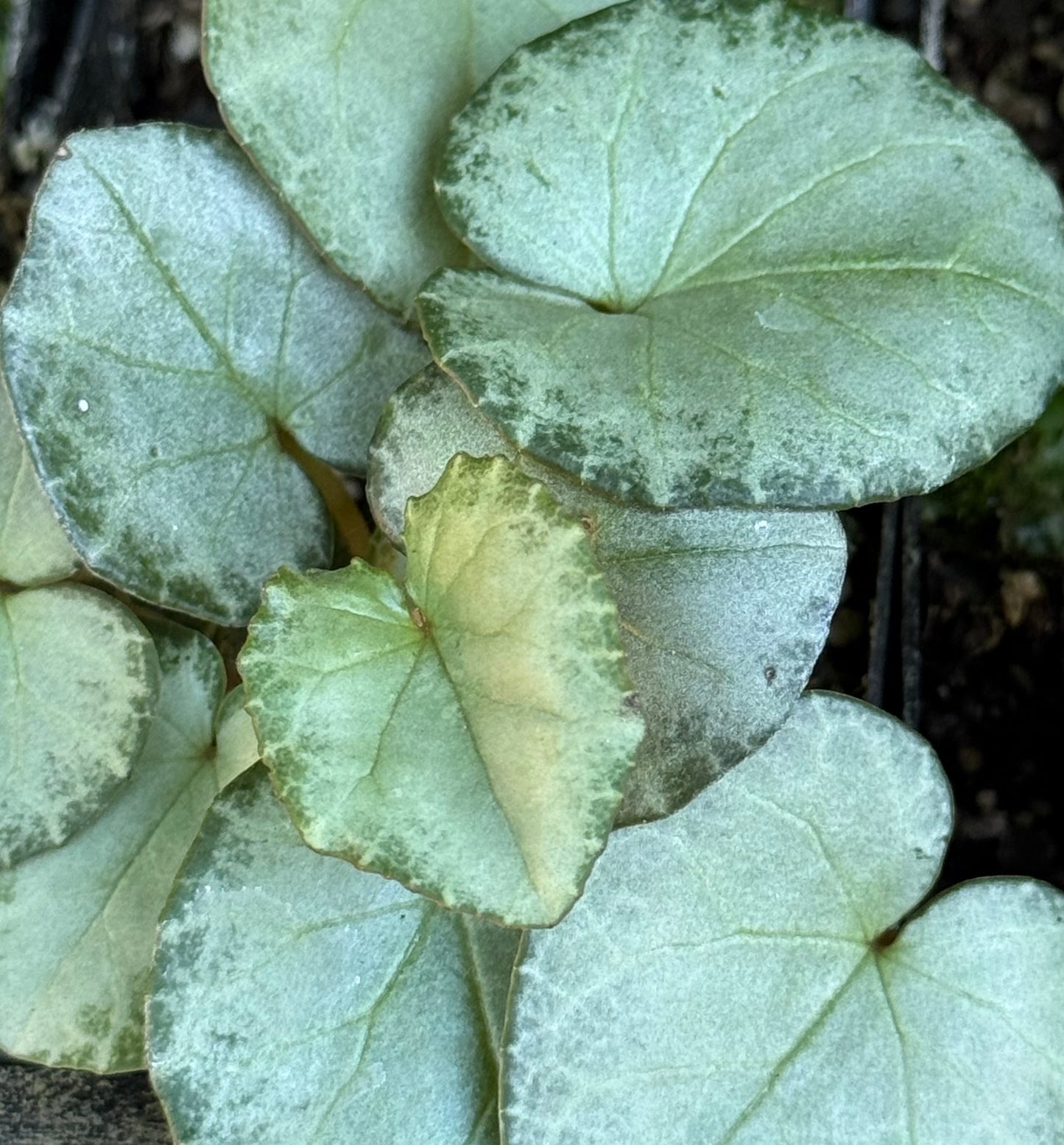 Cyclamen hederifolium [silver/platinum trident]