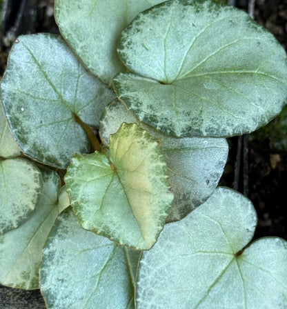 Cyclamen hederifolium [silver/platinum trident]