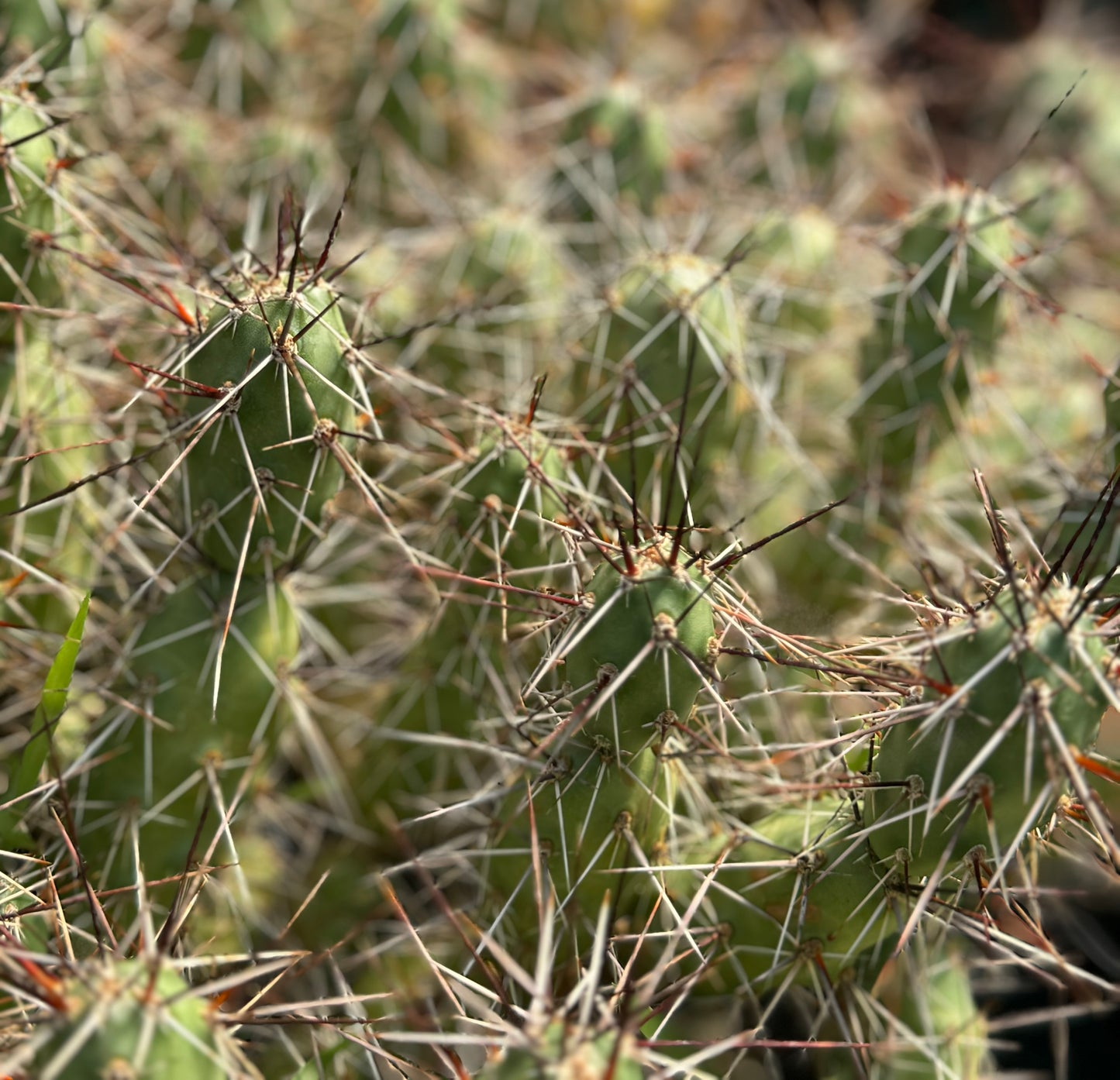 Opuntia x rutila - red/black spines