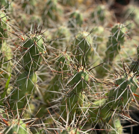 Opuntia x rutila - red/black spines