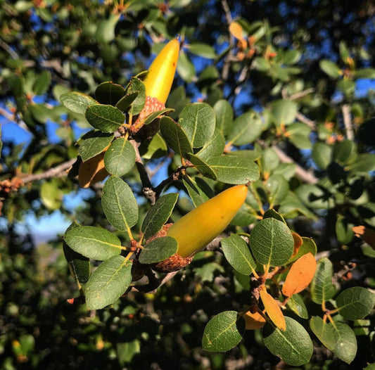 Quercus wislizeni var. frutescens SBH 20.084