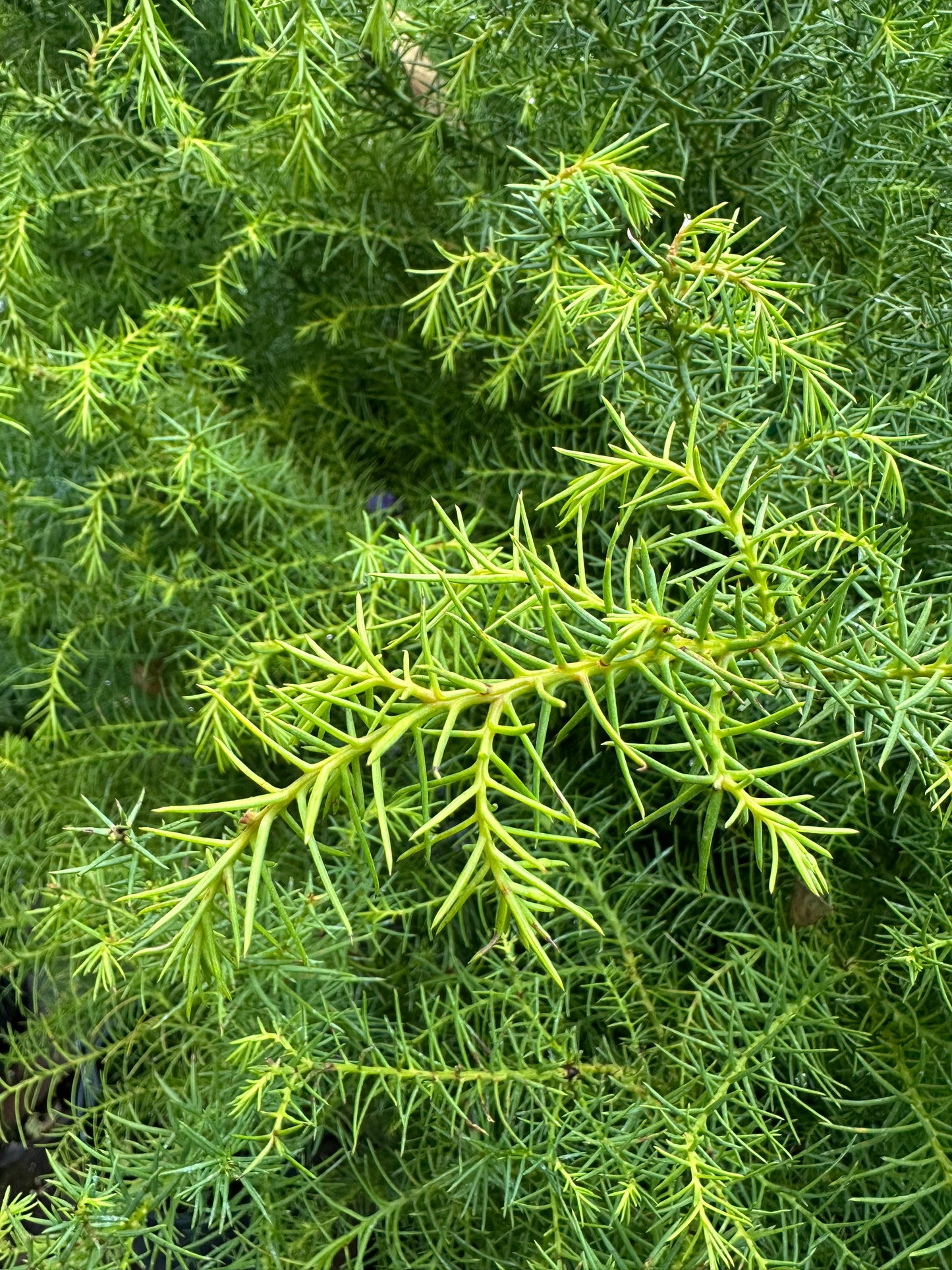 *RETAIL - Cryptomeria japonica 'Elegans Aurea'