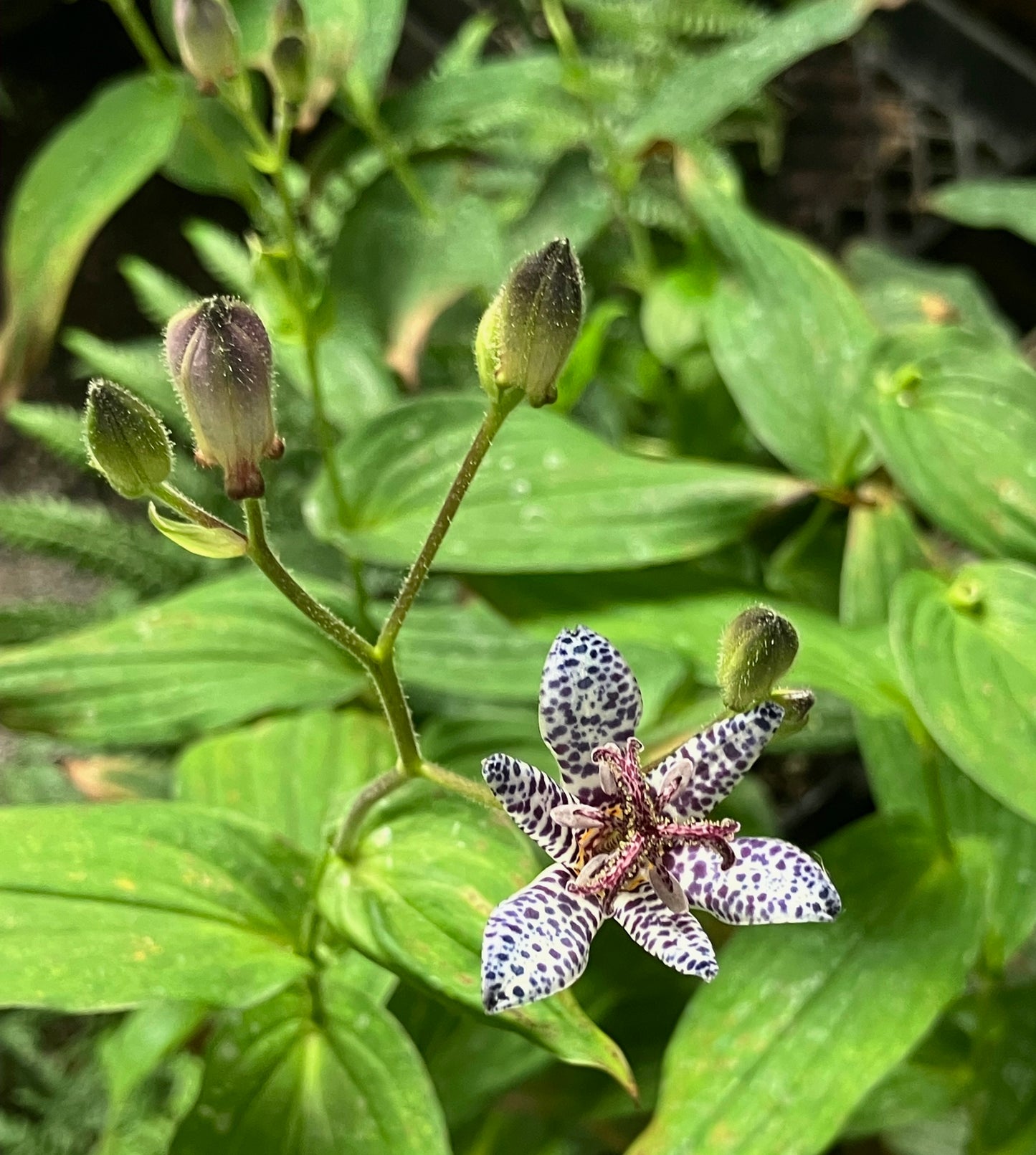*RETAIL - Tricyrtis formosana 'Dark Beauty'