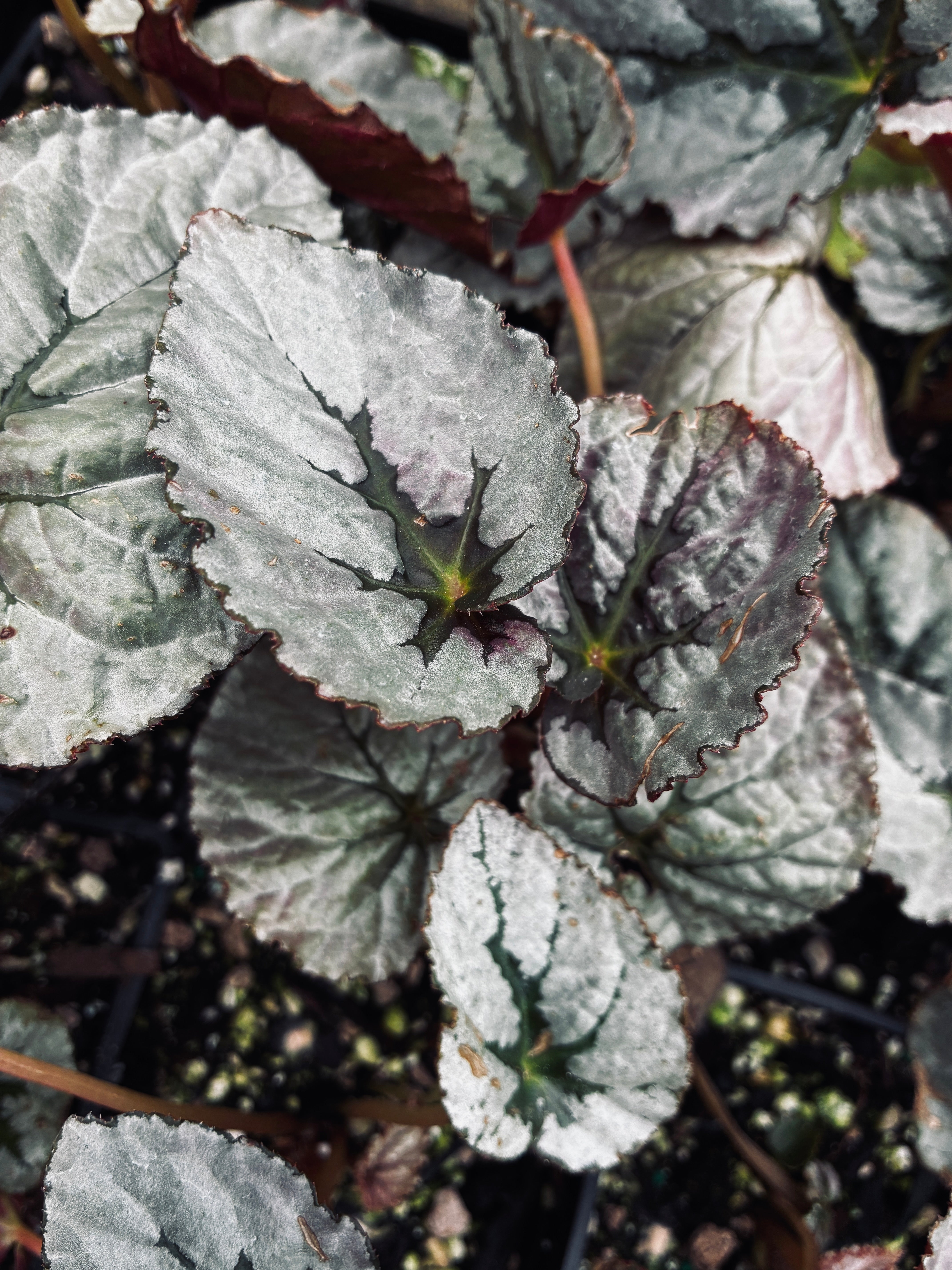 Begonia Silver™ 'Treasure' – Cistus Nursery