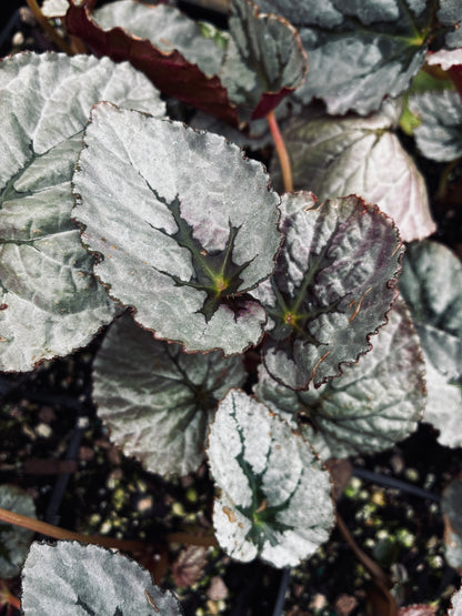 Begonia Silver™ 'Treasure'