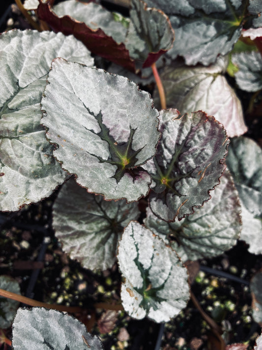 *RETAIL - Begonia Silver™ 'Treasure'