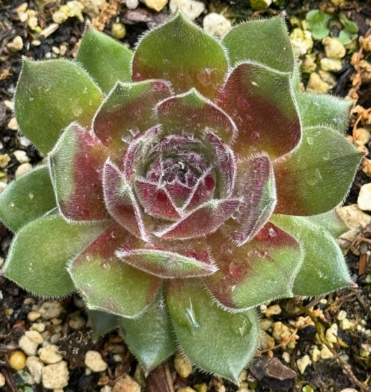 Sempervivum 'Kristina'