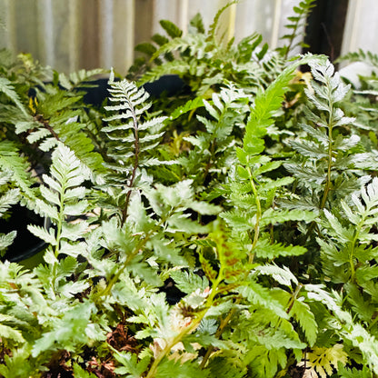 *RETAIL - Athyrium niponicum var. pictum