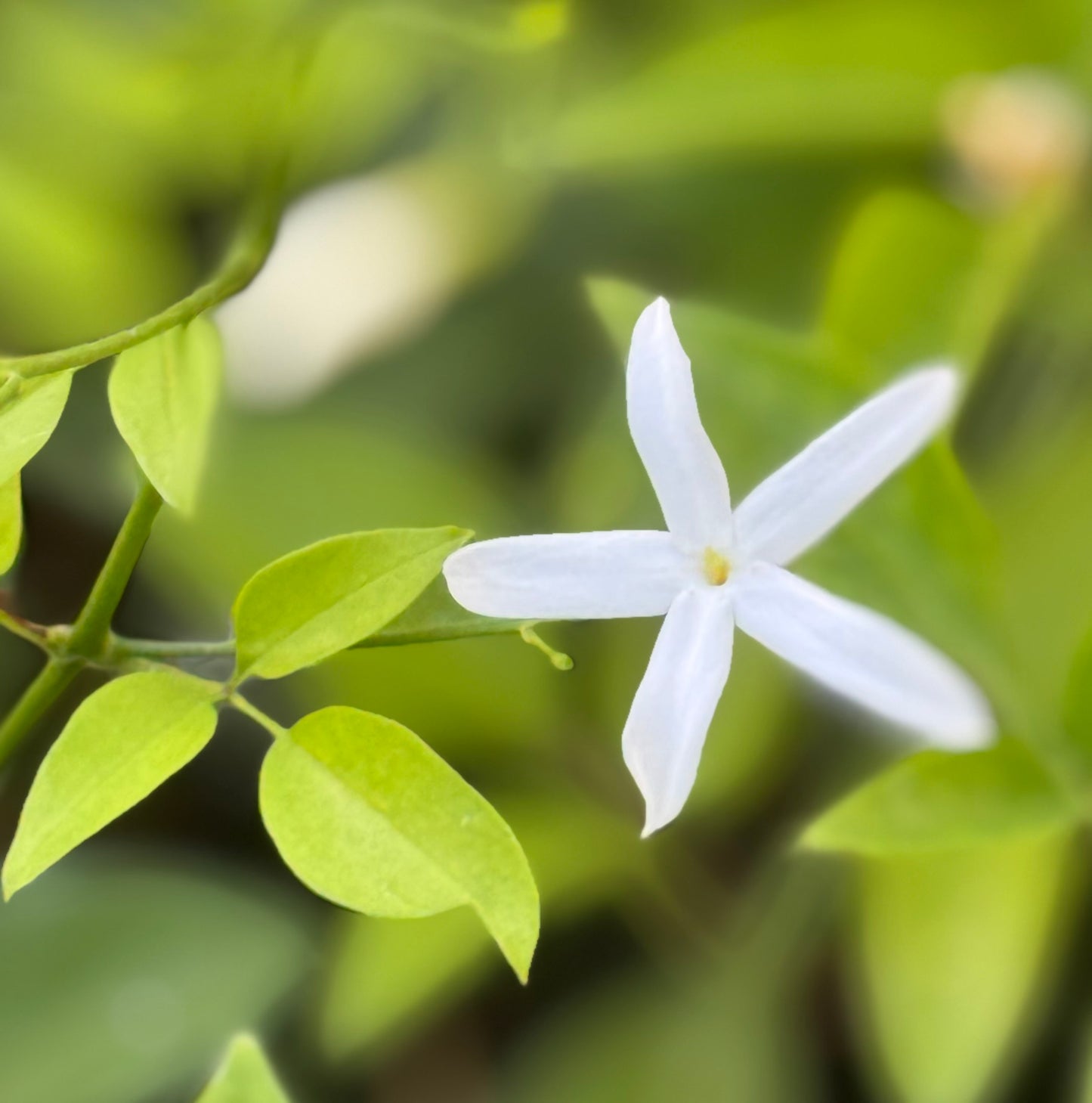 Jasminum angulare