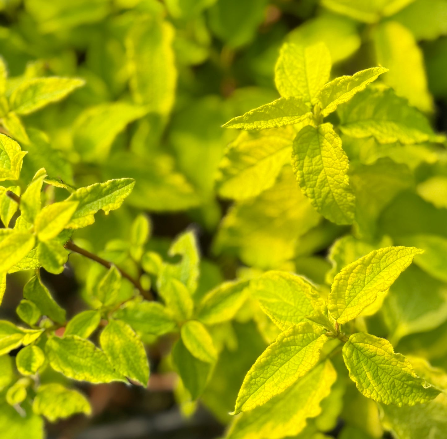 Cistus x hybridus 'Gold Prize'