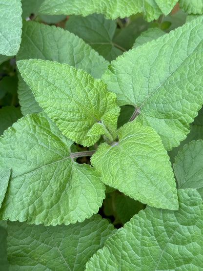 Salvia darcyi