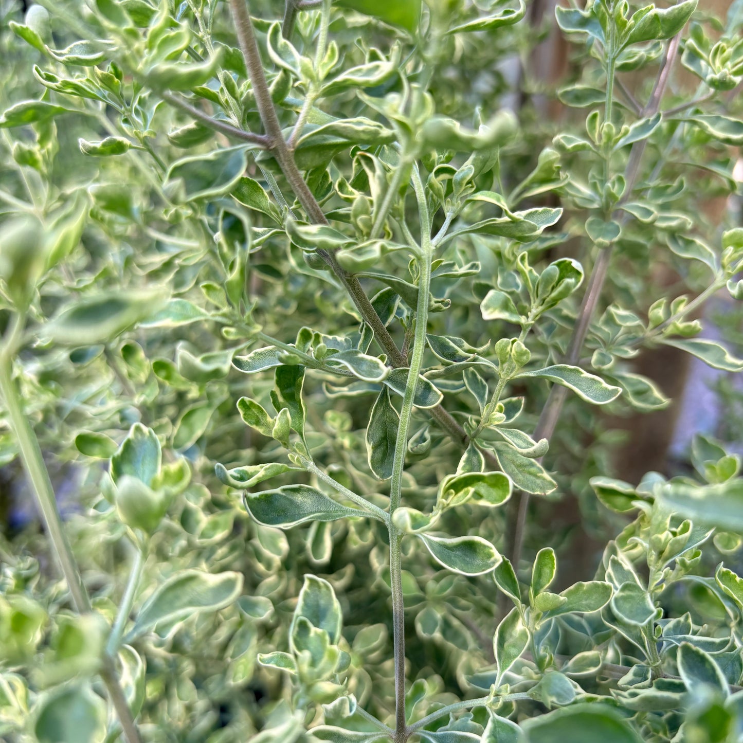 *RETAIL - Prostanthera ovalifolia 'Variegata'