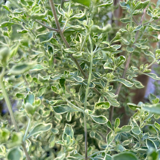 *RETAIL - Prostanthera ovalifolia 'Variegata'
