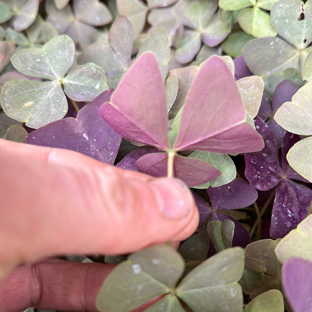 Oxalis triangularis ‘Platinum Purple’