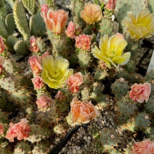 Opuntia fragilis var. denudata 'Bronze Beauty'