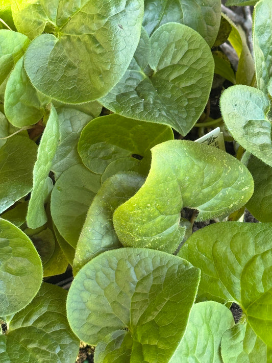 *RETAIL - Asarum caudatum
