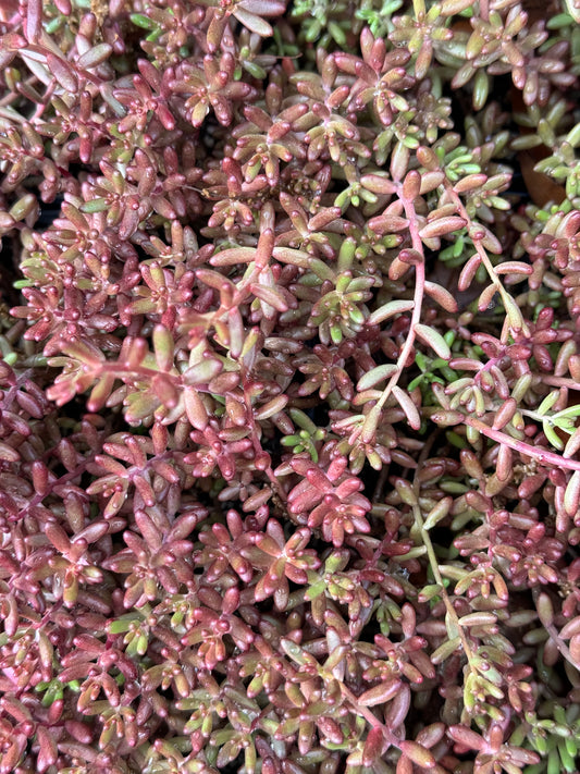 Sedum ewersii