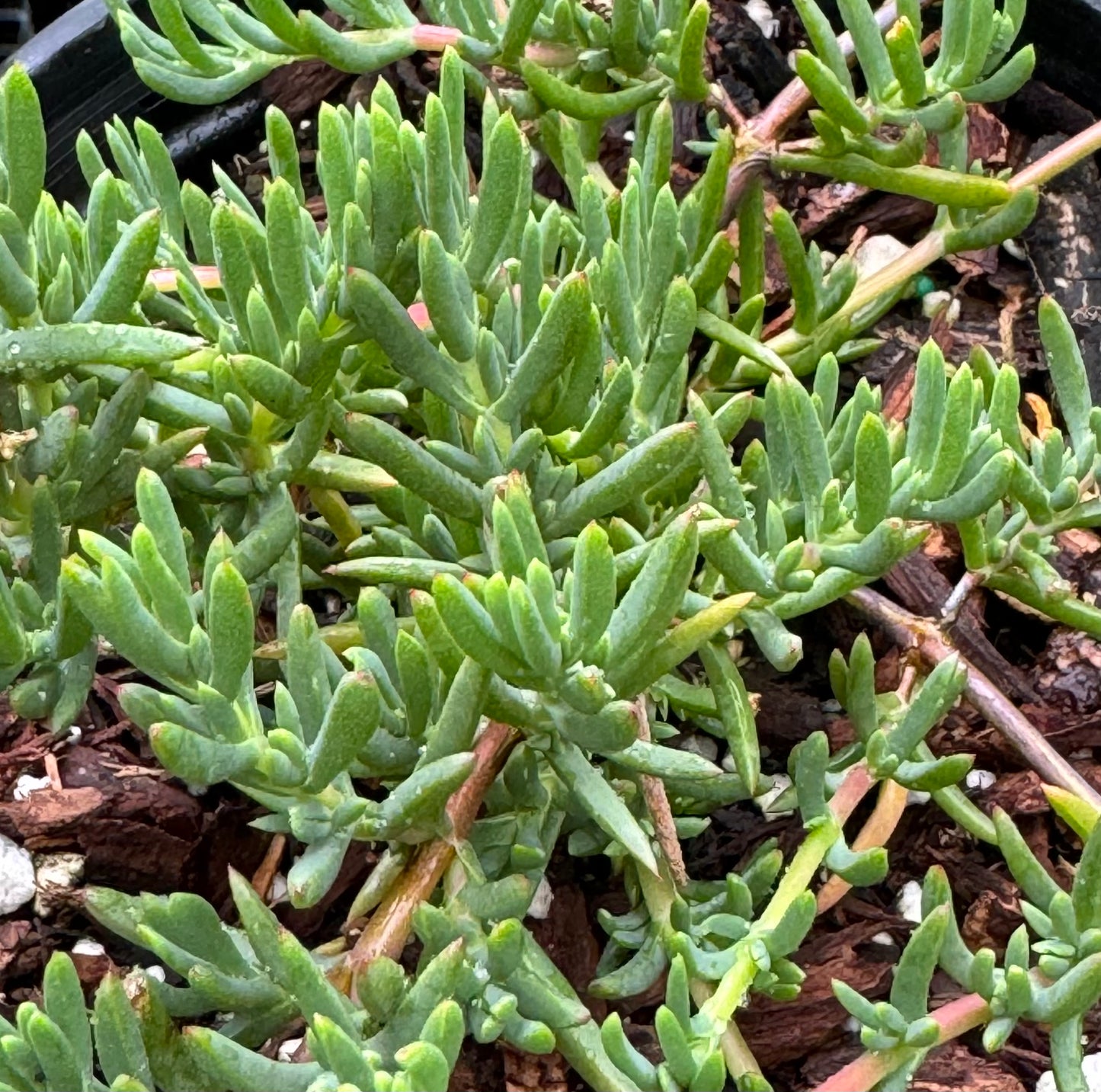 *RETAIL - Delosperma 'Ruby Stars'