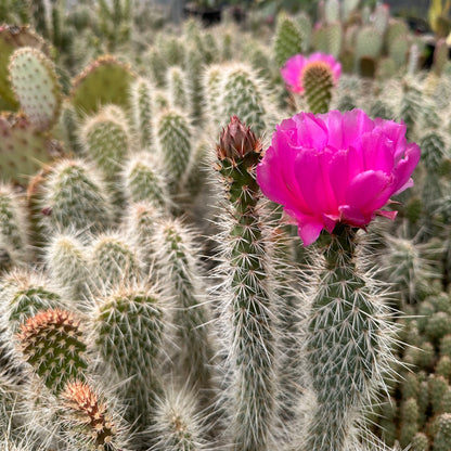 Opuntia erinacea 'Browse Cherry'