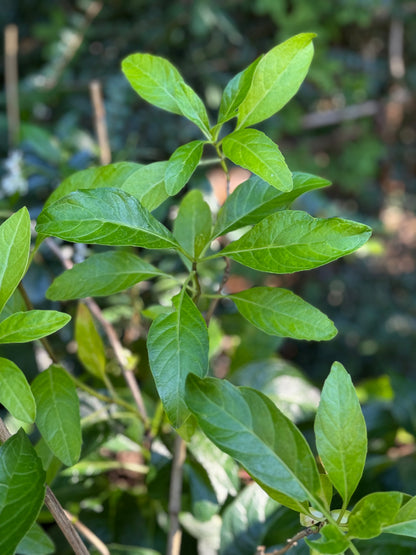 *RETAIL - Hydrangea macrophylla 'Mickanya'