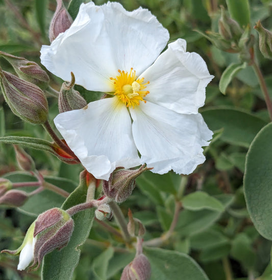 *RETAIL - Cistus x argenteus 'Paper Moon'