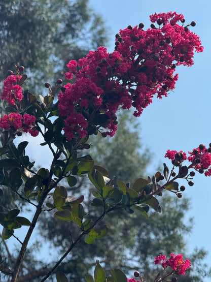 *RETAIL - Lagerstroemia 'Pink Velour' - standard