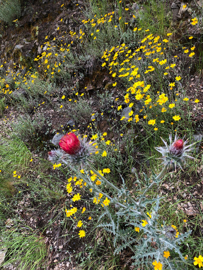 *RETAIL - Cirsium occidentale