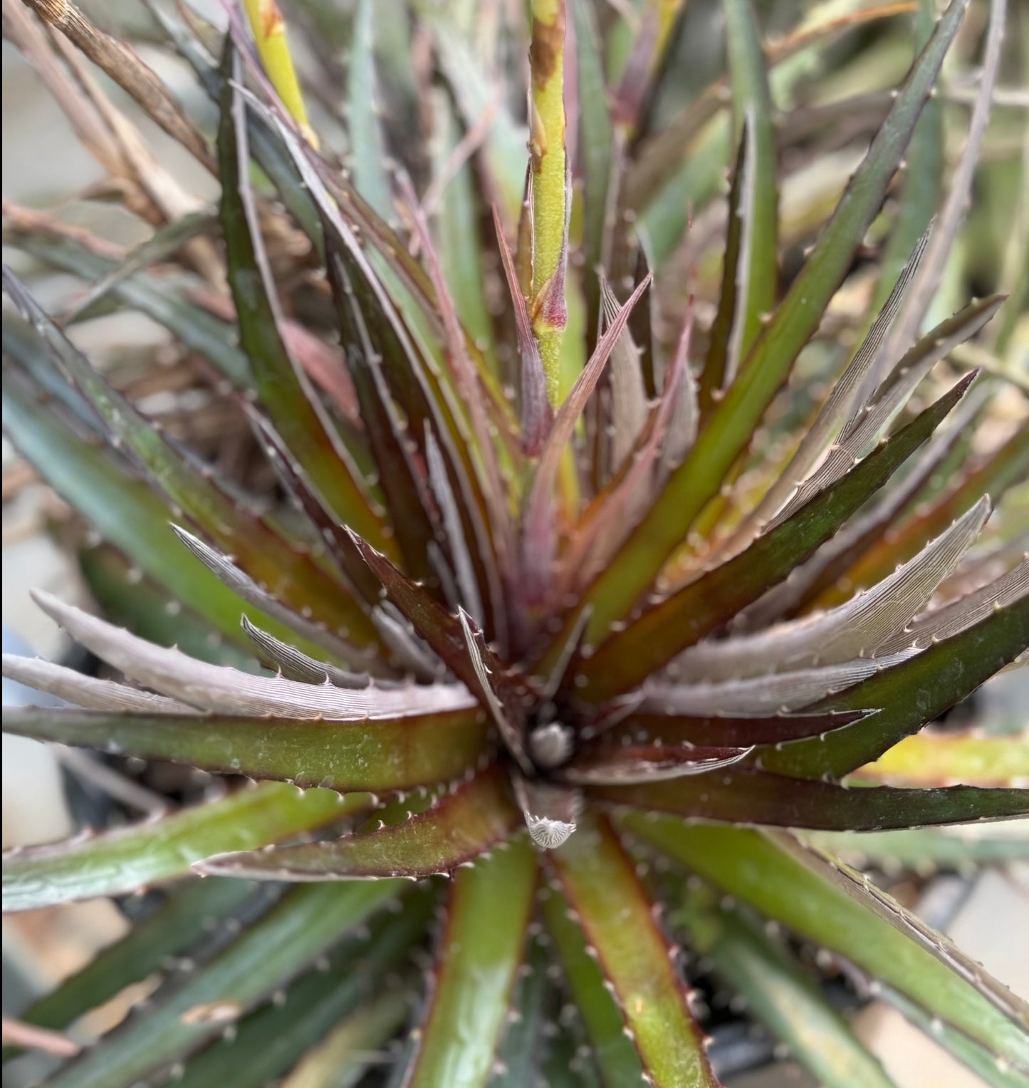 *RETAIL - Dyckia 'Red Devil'