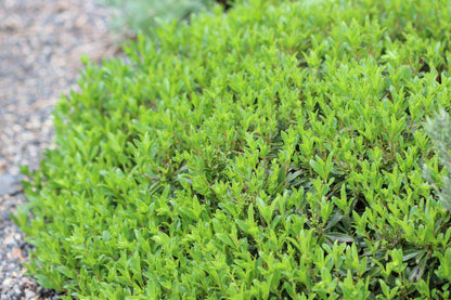 *RETAIL - Penstemon cardwellii