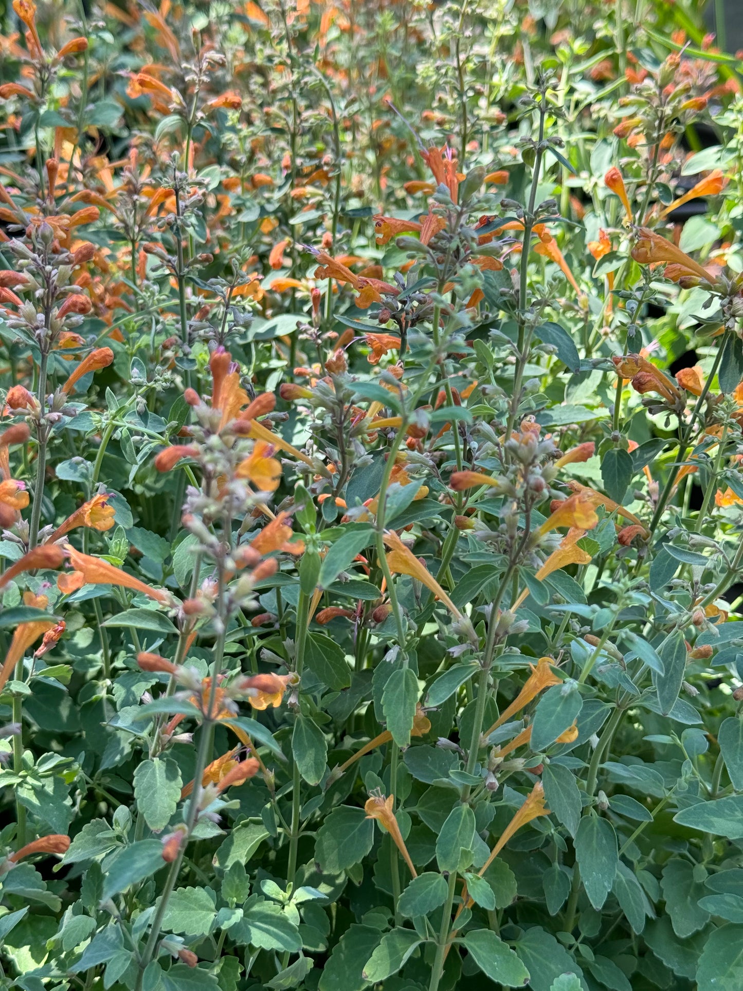 *RETAIL - Agastache ‘Arizona™ Sandstone’