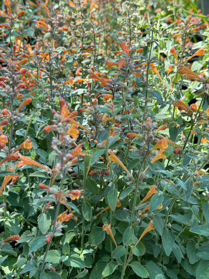 *RETAIL - Agastache ‘Arizona™ Sandstone’